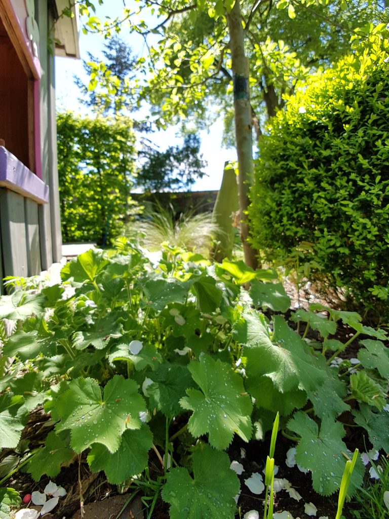 Markus Lüsse Landschaftsarchitekt Pflanzen