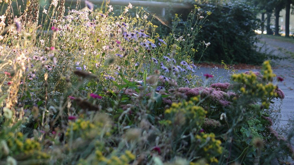 M Lüsse Pflanzung Markus Lüsse Pflanzung
