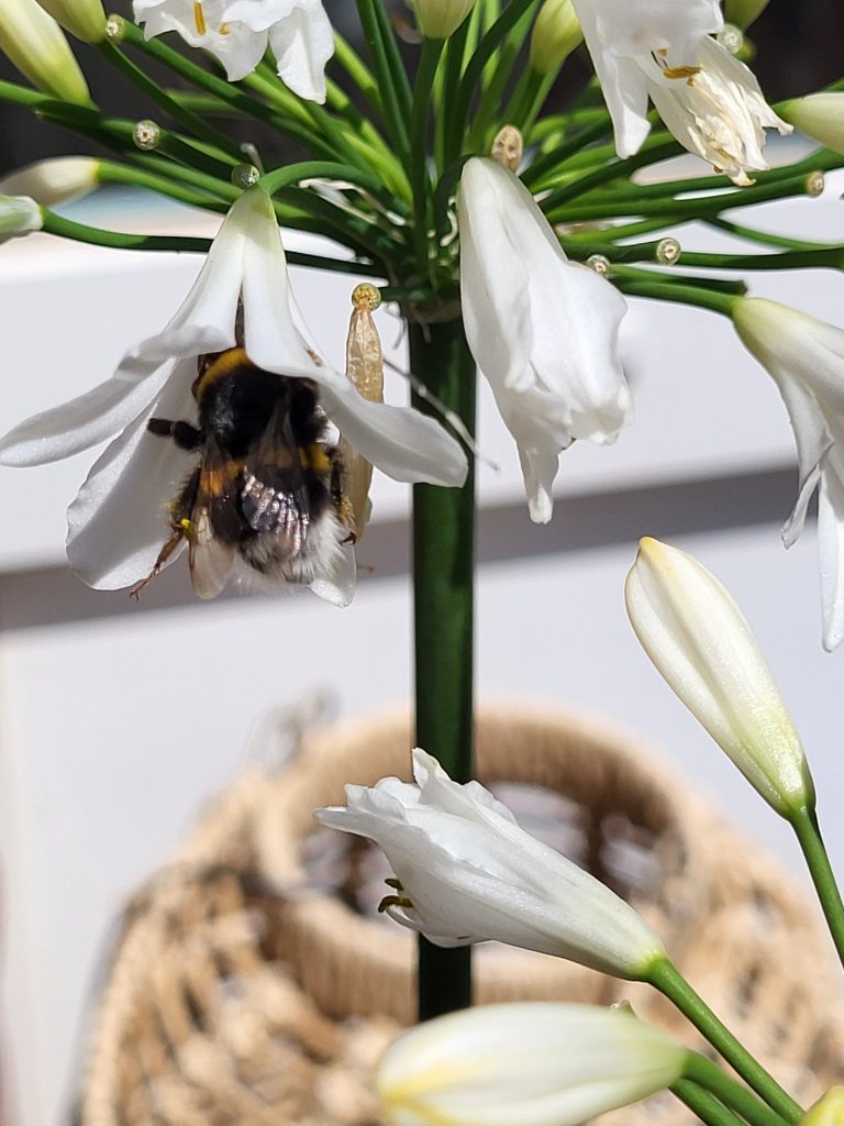 Markus-Luesse-naturnahe-Gestaltung-bienenfreundliche-oekologische-nachhaltige-Planung-des-Freiraums-und-Aussenraums-www.freiraumplaner.org