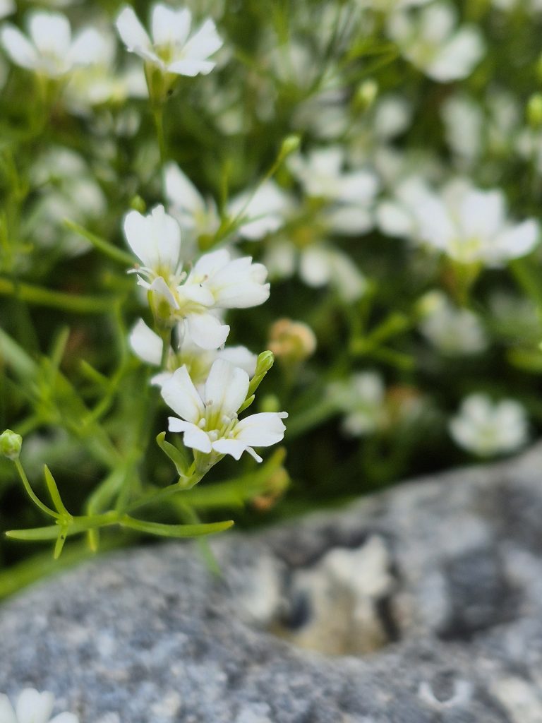 Markus Lüsse, naturnahe Gestaltung, www.freiraumplaner.org